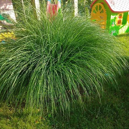 Temacki Konaci Country house *