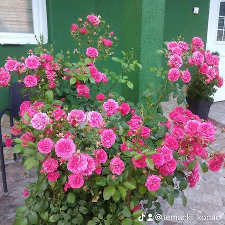 Temacki Konaci Country house *